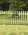 'My Mirror Fence Selfie' by Bentley Joseph Rieber